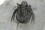Spiny Cyphaspis Trilobite - Ofaten, Morocco #245924-4